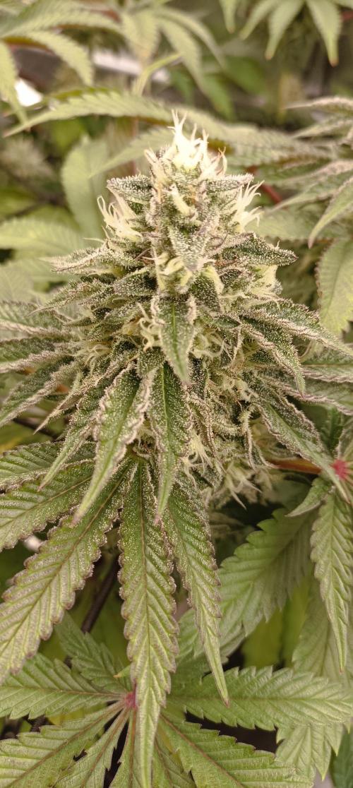 Again Royal Moby. Week 9