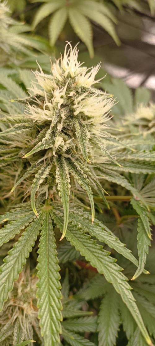 Again Royal Moby. Week 9