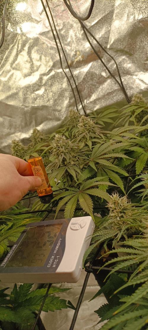 Again Royal Moby. Week 9