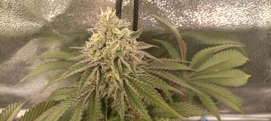 Again Royal Moby. Week 10