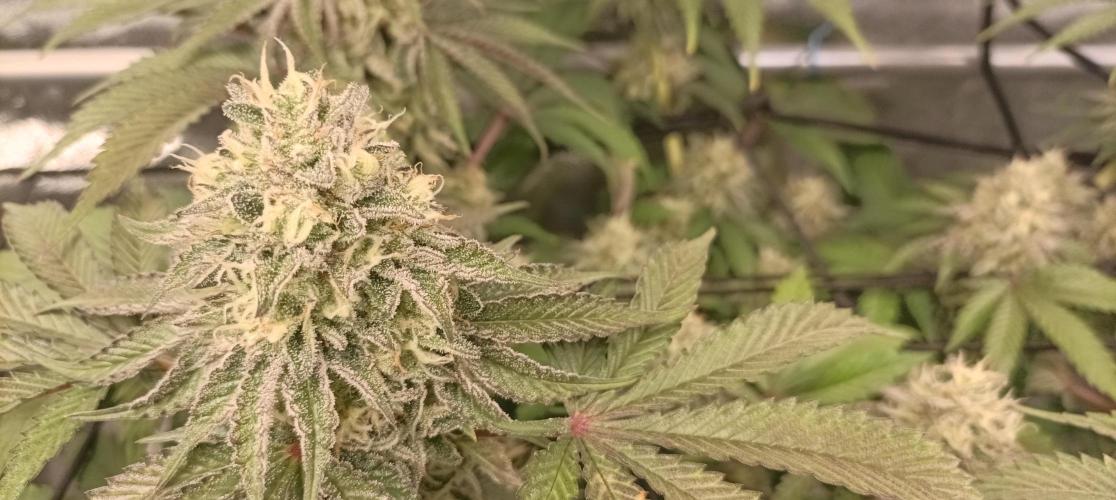 Again Royal Moby. Week 10