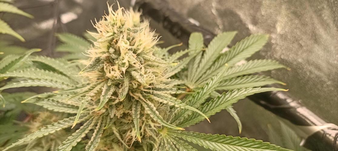 Again Royal Moby. Week 10