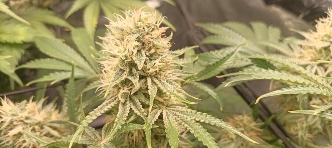 Again Royal Moby. Week 10