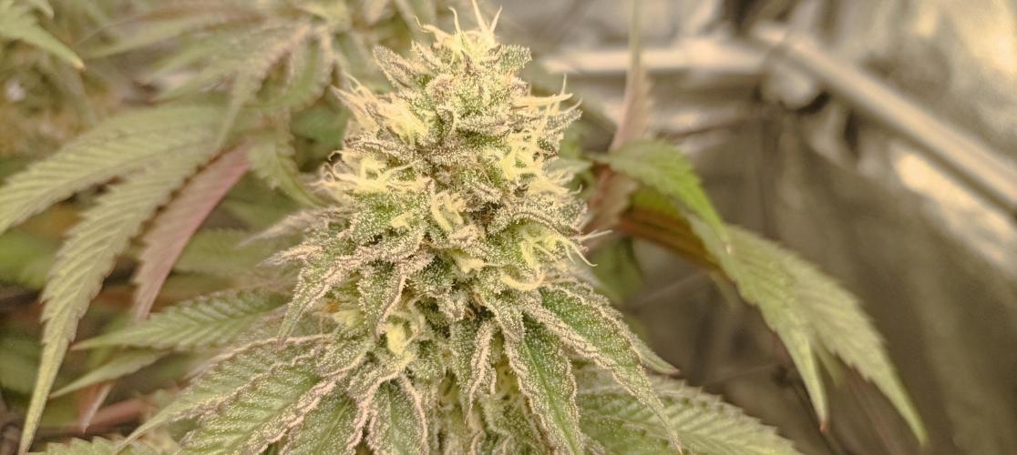 Again Royal Moby. Week 10