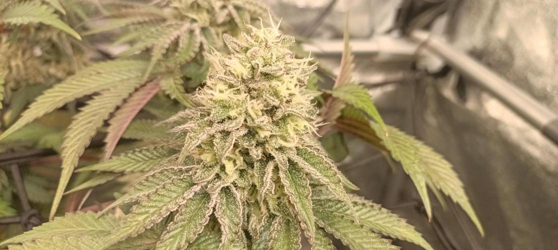 Again Royal Moby. Week 10