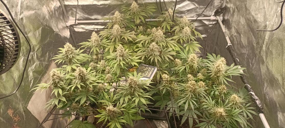 Again Royal Moby. Week 10