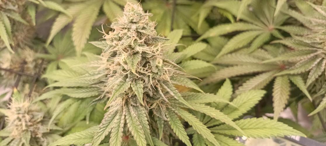 Again Royal Moby. Week 10