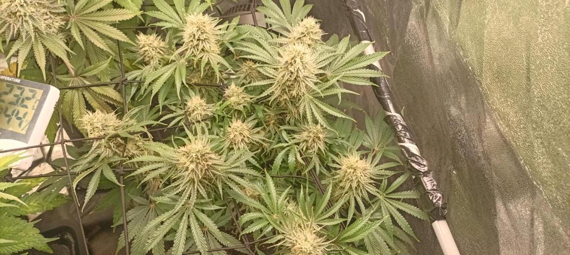 Again Royal Moby. Week 10