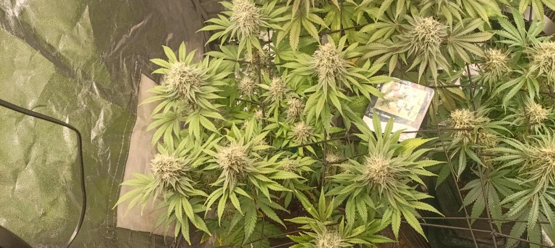 Again Royal Moby. Week 10