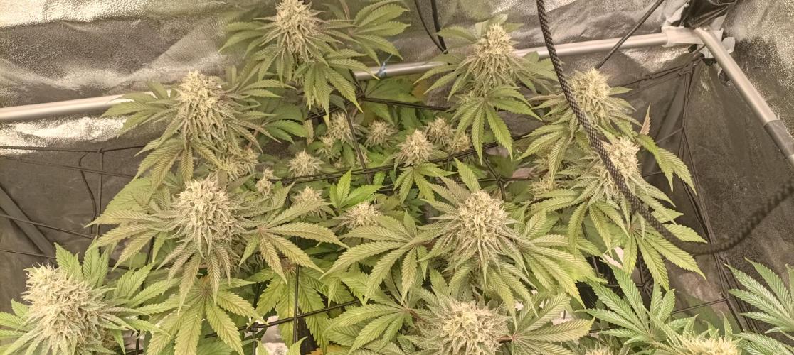 Again Royal Moby. Week 10