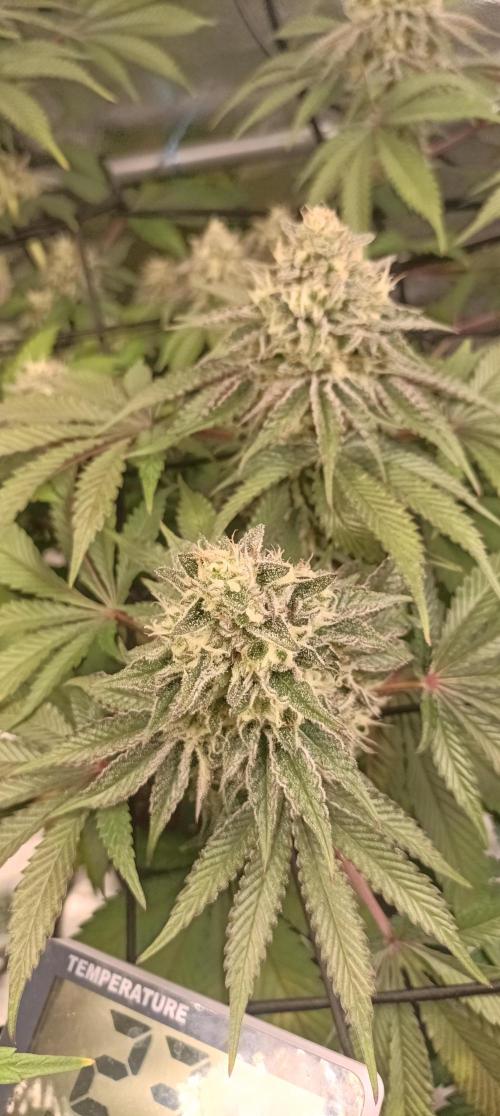 Again Royal Moby. Week 10