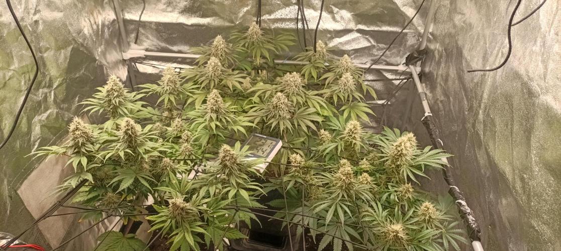 Again Royal Moby. Week 10