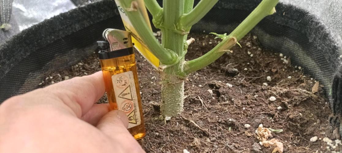 Again Royal Moby. Week 10