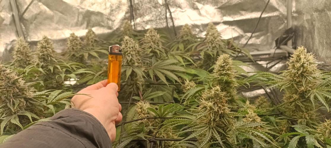 Again Royal Moby. Week 10