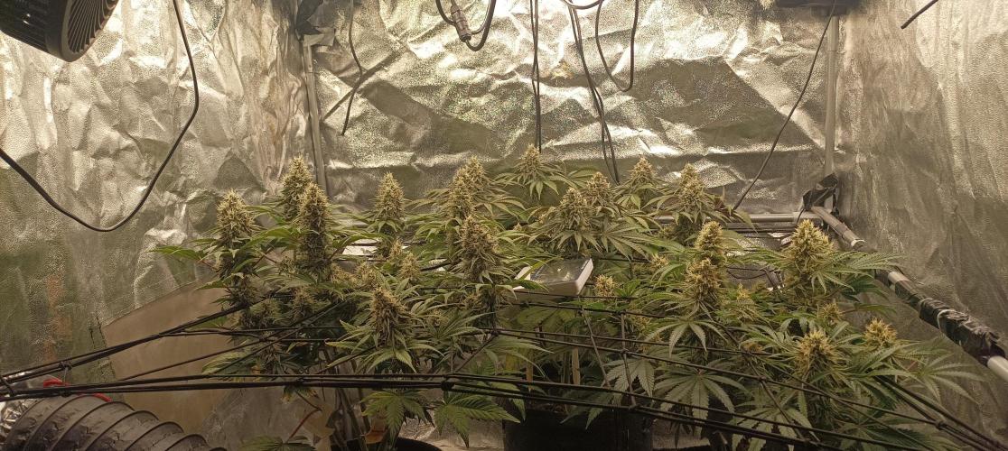 Again Royal Moby. Week 10