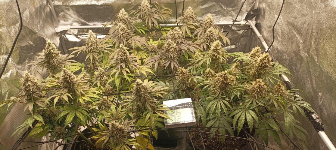 Again Royal Moby. Week 11