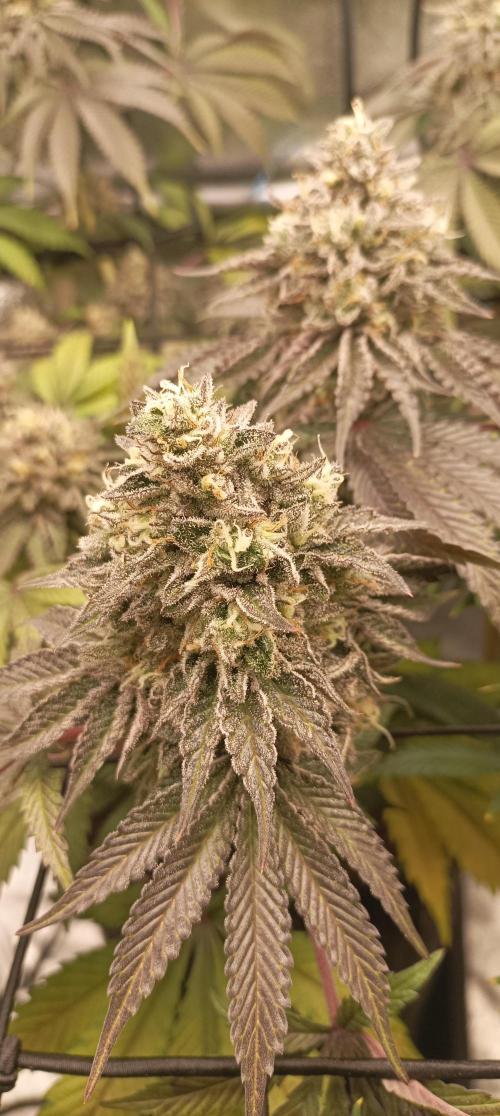 Again Royal Moby. Week 11