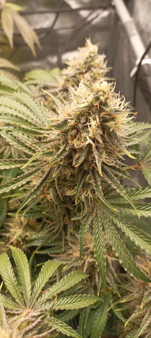 Again Royal Moby. Week 11