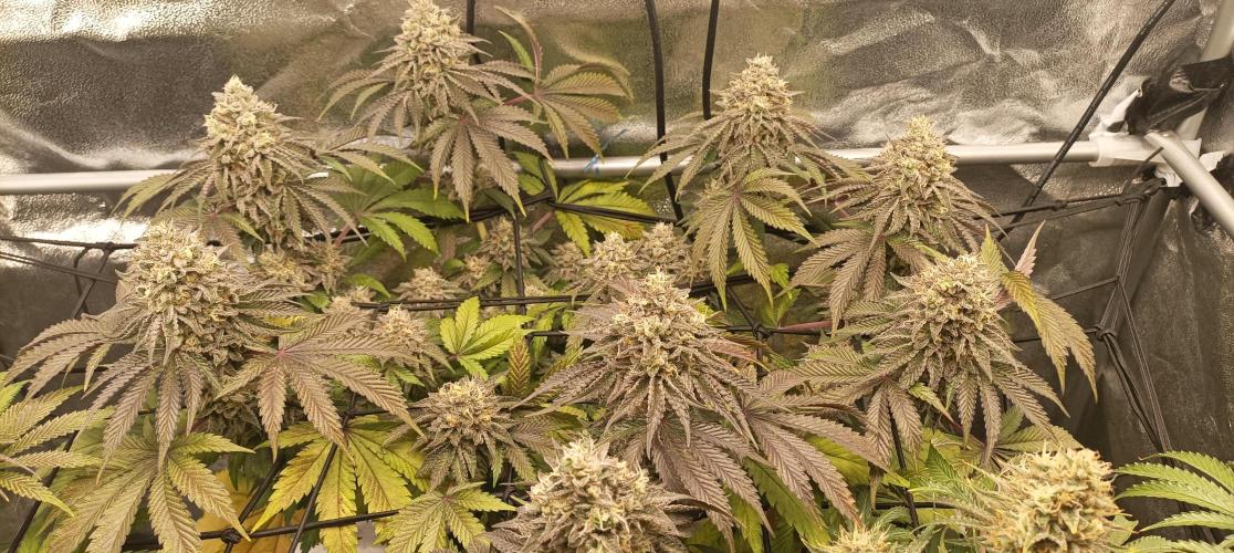 Again Royal Moby. Week 11