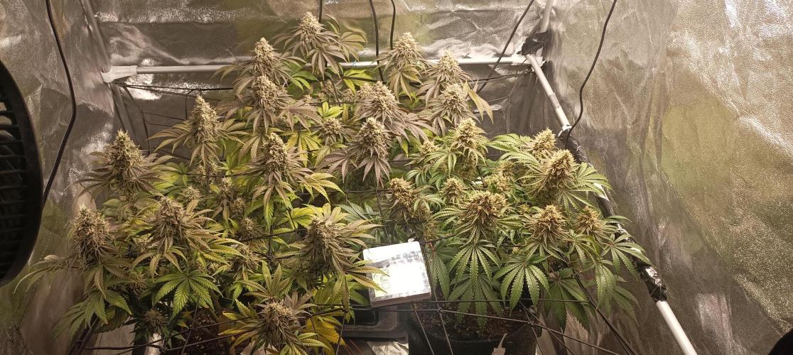 Again Royal Moby. Week 11