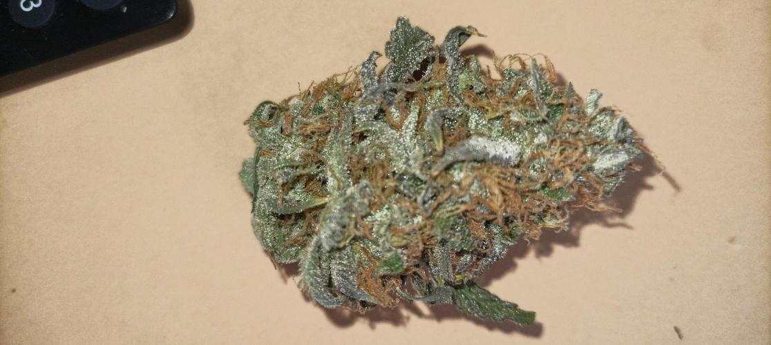 Again Royal Moby. Week 12