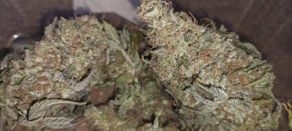 Again Royal Moby. Week 12