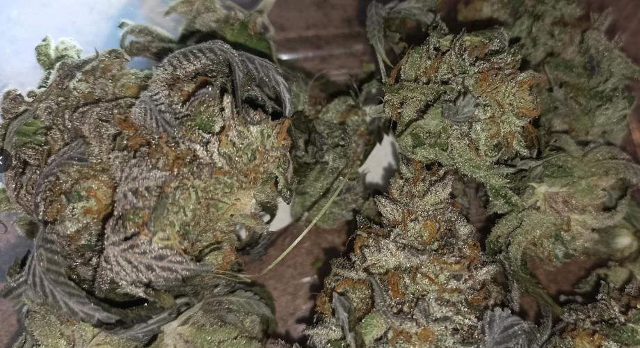 Again Royal Moby. Week 12