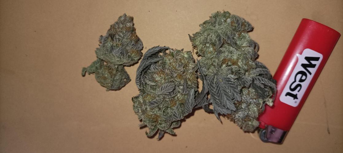 Again Royal Moby. Week 12