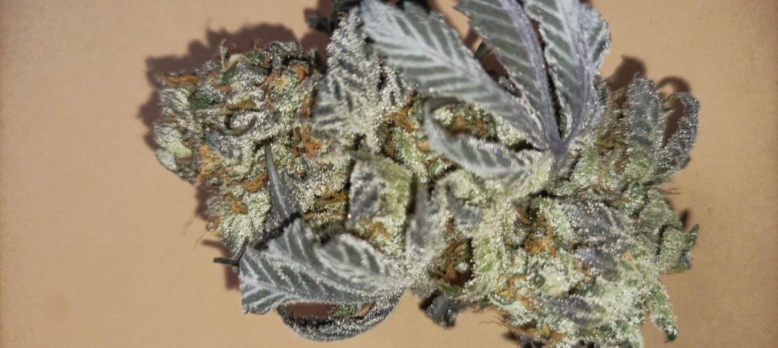 Again Royal Moby. Week 12