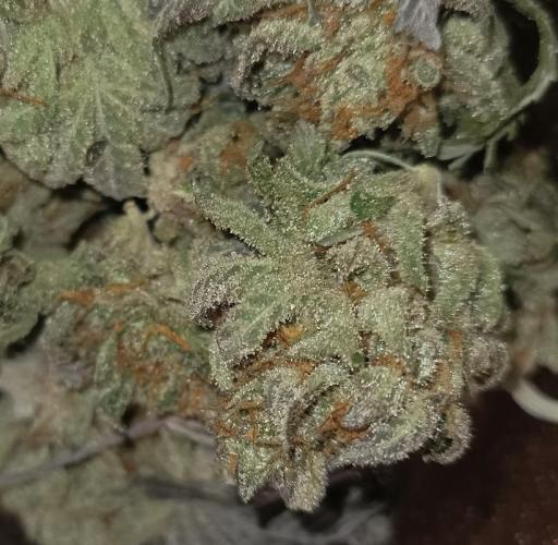 Again Royal Moby. Week 12