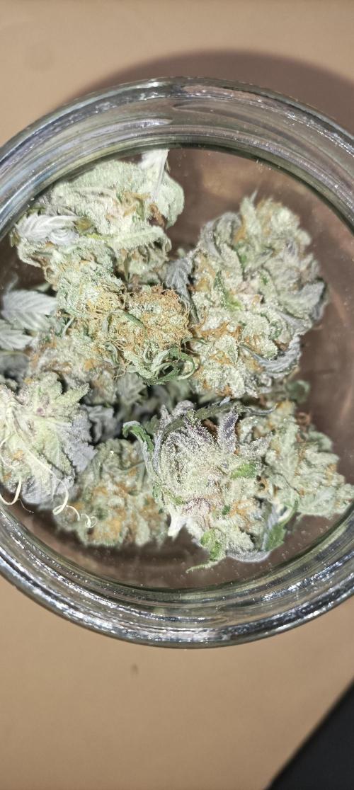 Again Royal Moby. Week 12