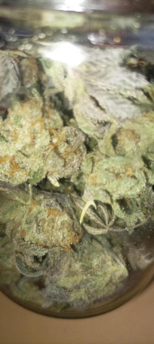 Again Royal Moby. Week 12