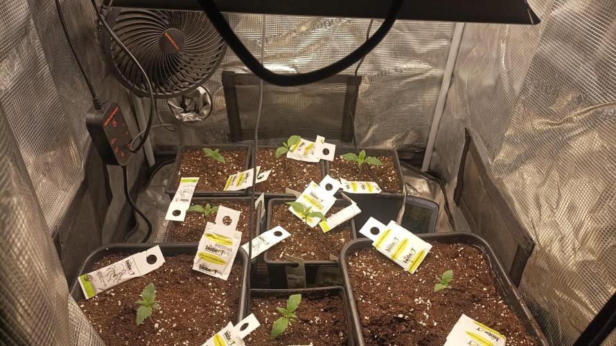 wedding crasher & sour diesel. Week 2