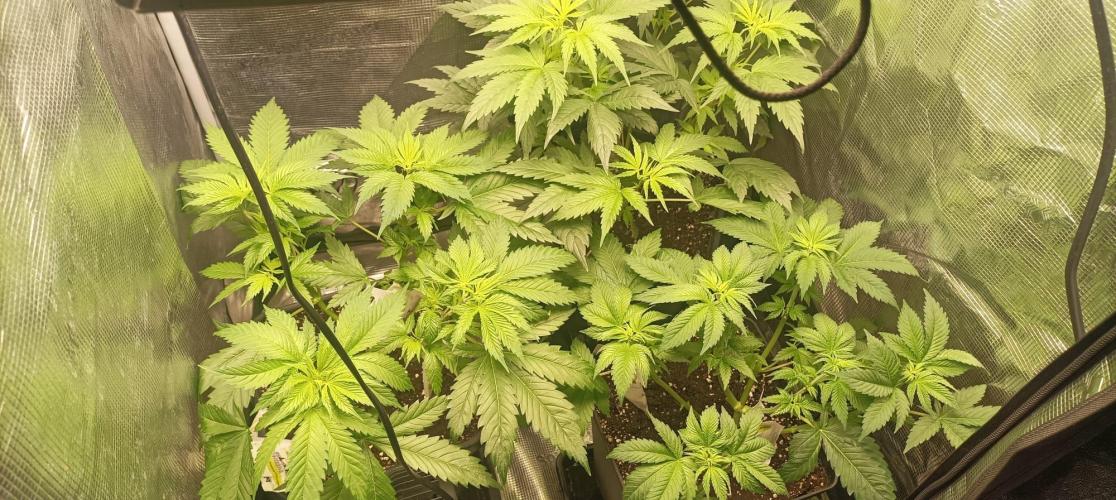 wedding crasher & sour diesel. Week 1