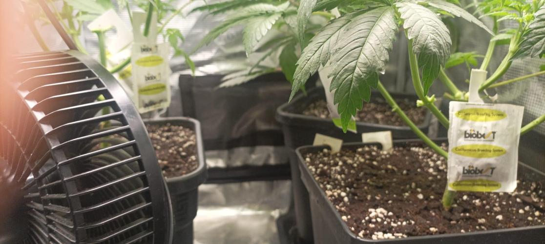 wedding crasher & sour diesel. Week 1