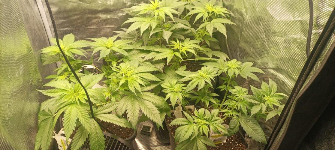 wedding crasher & sour diesel. Week 1