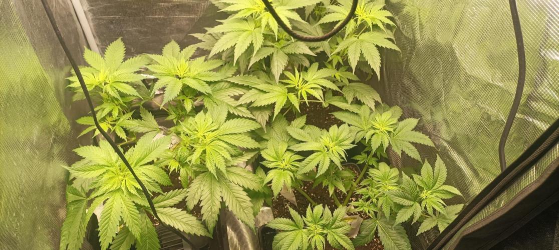 wedding crasher & sour diesel. Week 1
