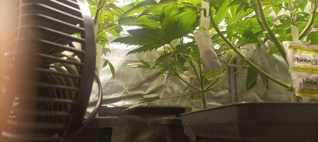 wedding crasher & sour diesel. Week 1