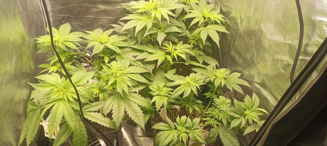 wedding crasher & sour diesel. Week 1