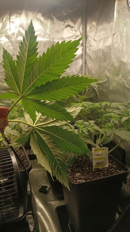 wedding crasher & sour diesel. Week 1