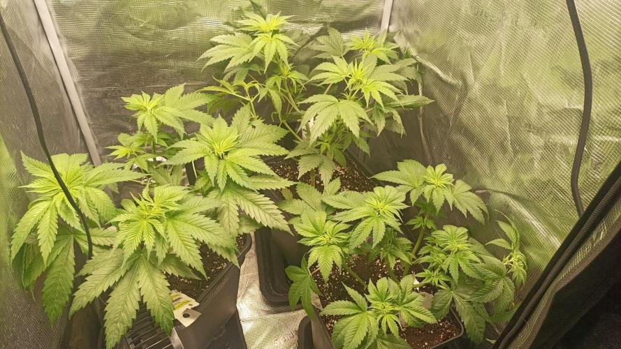 wedding crasher & sour diesel. Week 1