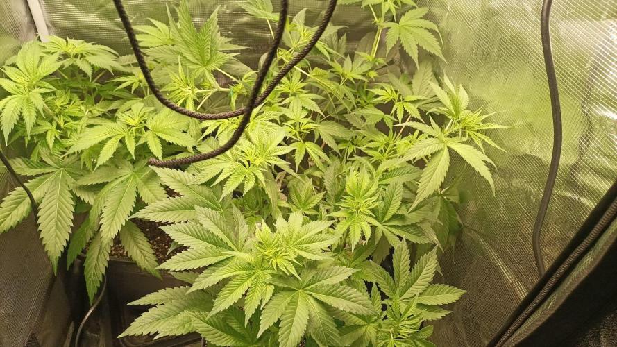 wedding crasher & sour diesel. Week 3