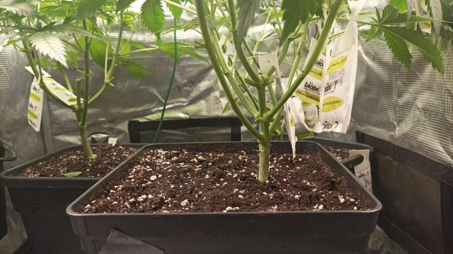 wedding crasher & sour diesel. Week 3