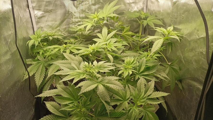 wedding crasher & sour diesel. Week 3
