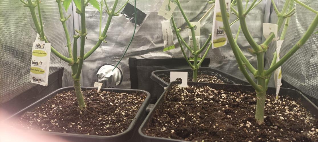 wedding crasher & sour diesel. Week 4