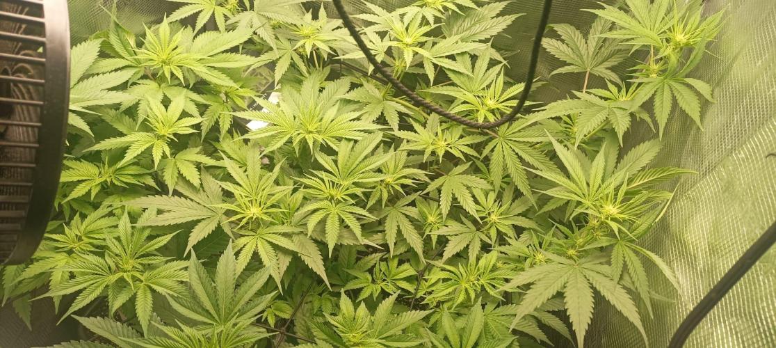 wedding crasher & sour diesel. Week 4