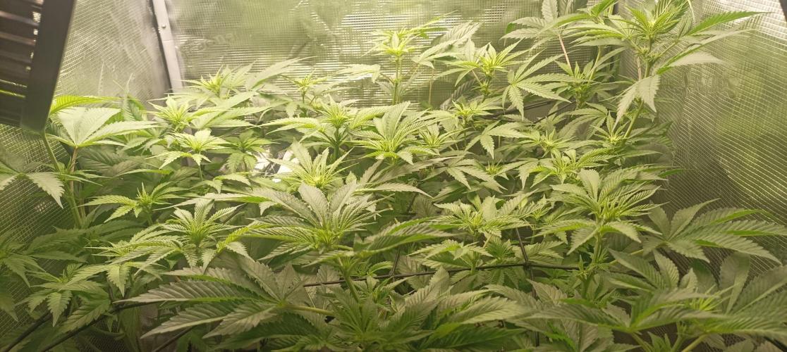 wedding crasher & sour diesel. Week 4