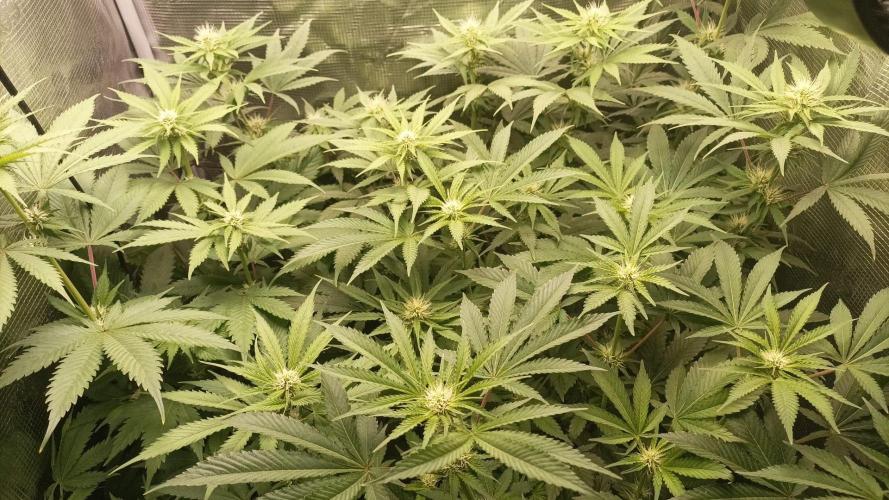 wedding crasher & sour diesel. Week 5