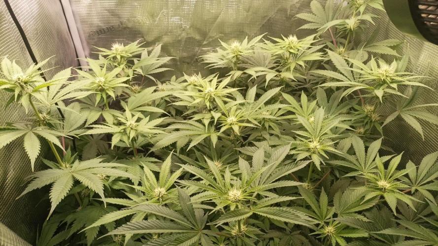 wedding crasher & sour diesel. Week 5
