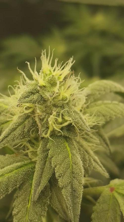 Deep Winter Culture  - Jelly Donutz - DWC